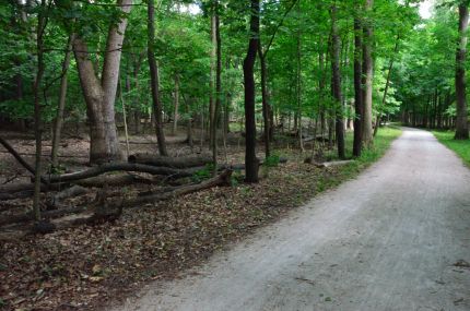 Woods an fallen trees alon the DPRT