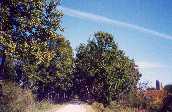 ahnapee-bike-trail-9-10p.jpg (5055 bytes)